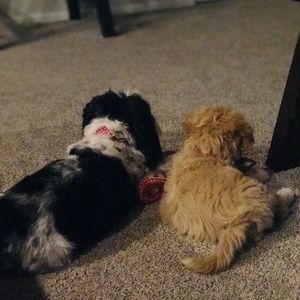 Meet your Posher, Norma